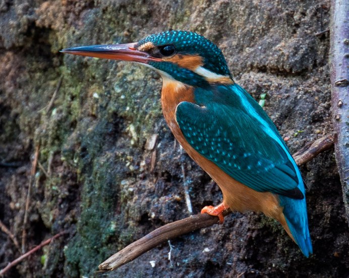 Самец обыкновенный Зимородок