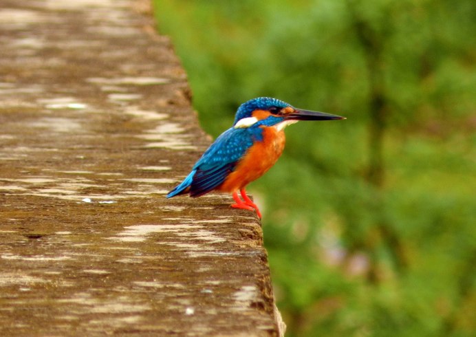 Животные картинки