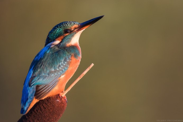 Обыкновенный (голубой) Зимородок