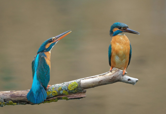 Птичка Kingfisher