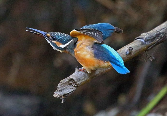 Рубиновый Зимородок