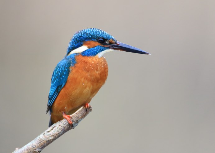 Обыкновенный Зимородок самка