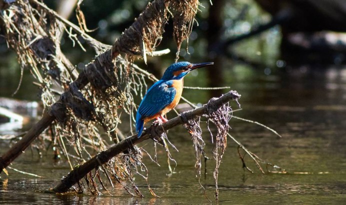 Обыкновенный Зимородок