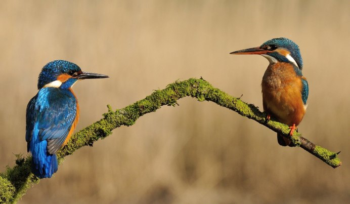 Обыкновенный Зимородок самка