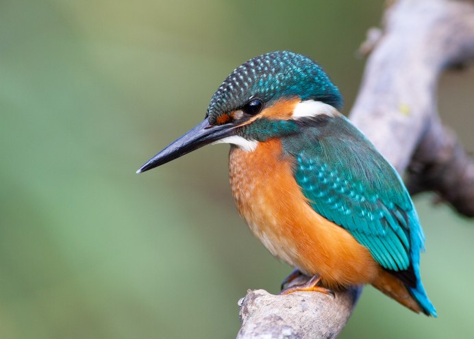 Ошейниковый Зимородок