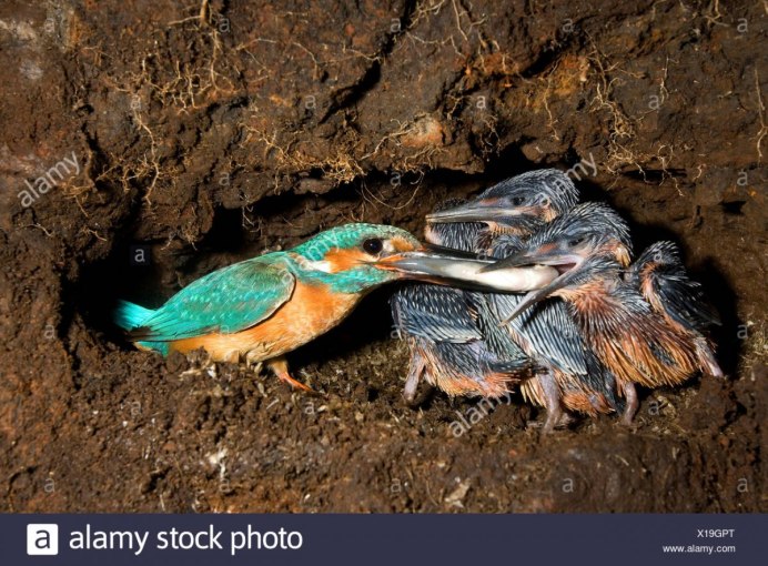 Ракетохвостый Зимородок