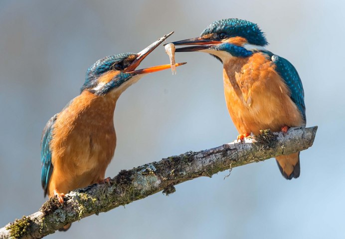 Самец обыкновенный Зимородок