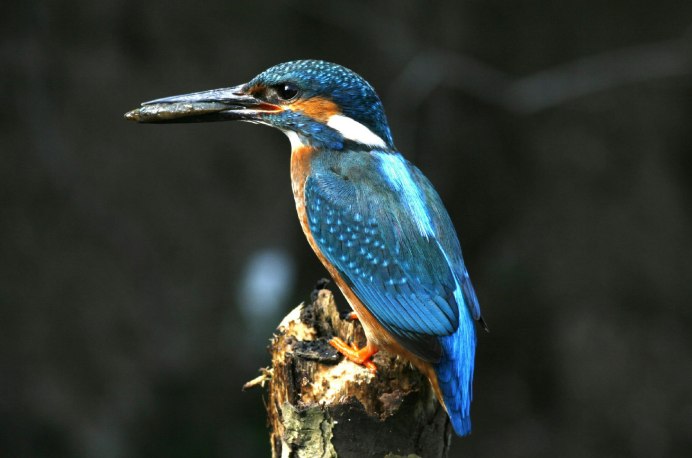 Яковлев Зимородок