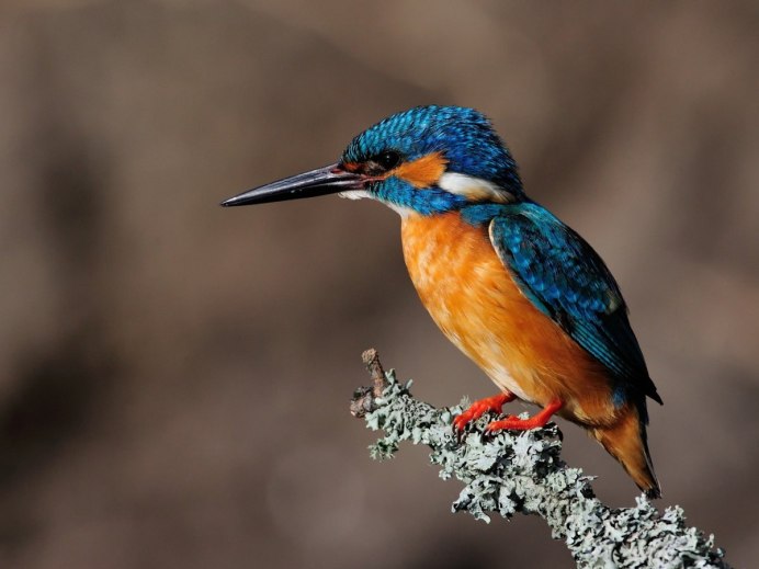 Зимородок птица самец и самка