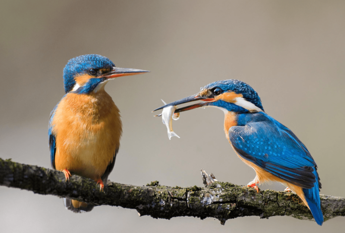 Обыкновенный Зимородок самка