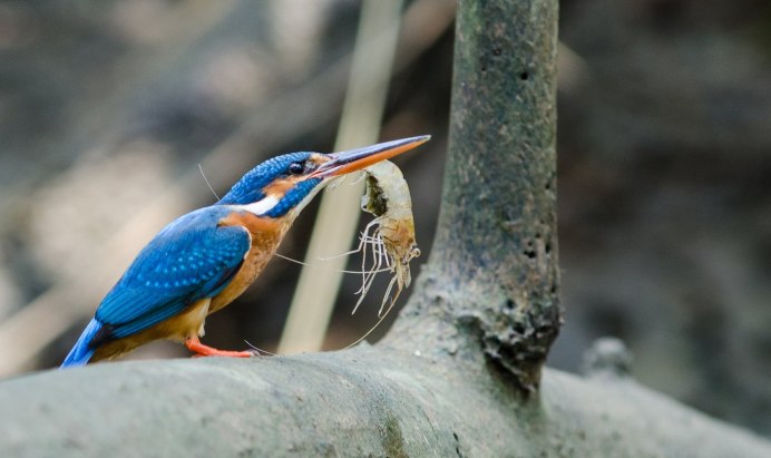 Обыкновенный (голубой) Зимородок