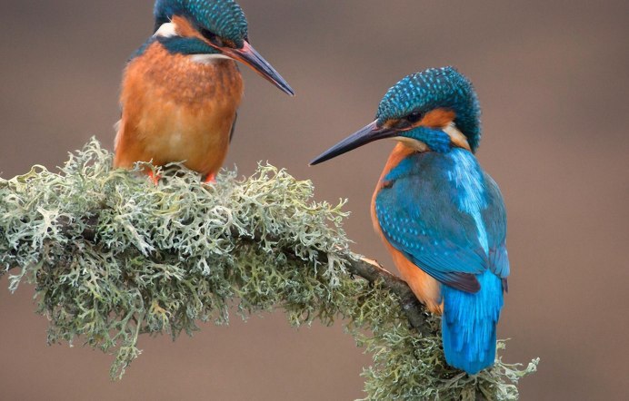 Обыкновенный Зимородок самка