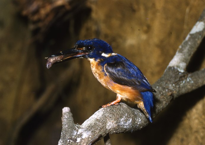 Зимородок слеток Прокаев