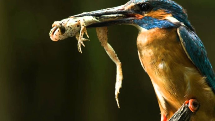 Зимородок Сибирский