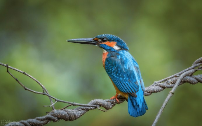 Зимородок самка