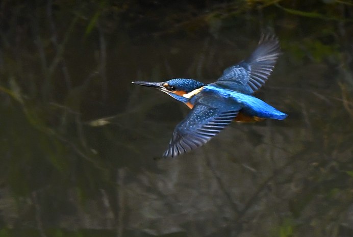 Чайка Кингфишер