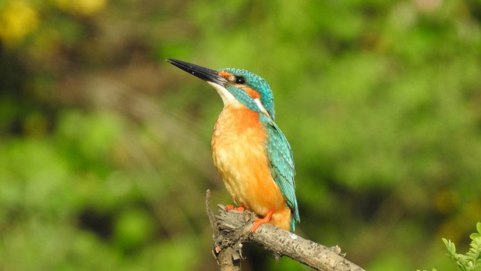 Зимородок самка