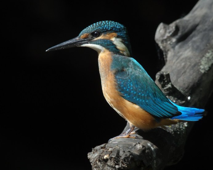 Зимородок птица