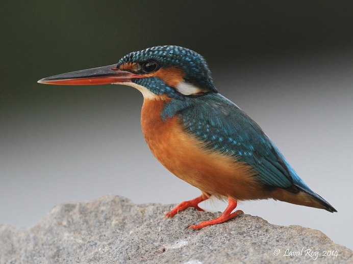 Обыкновенный Зимородок Дубровицкий лес
