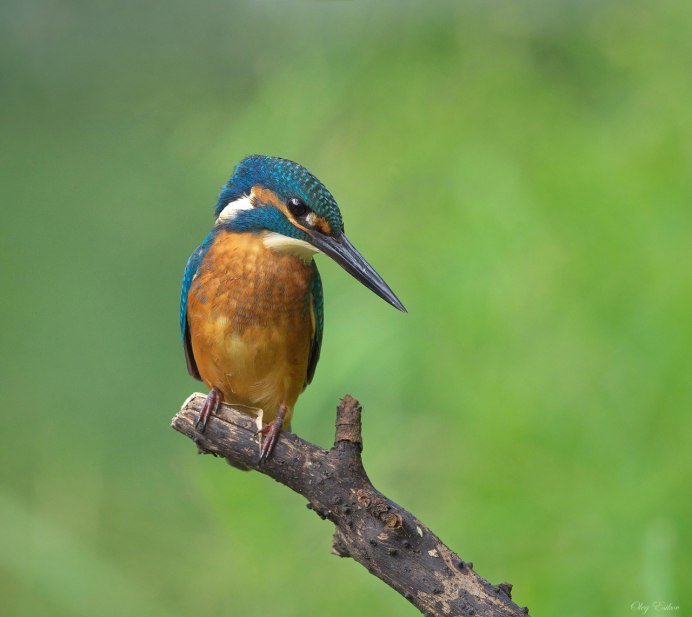 Полонский Зимородок
