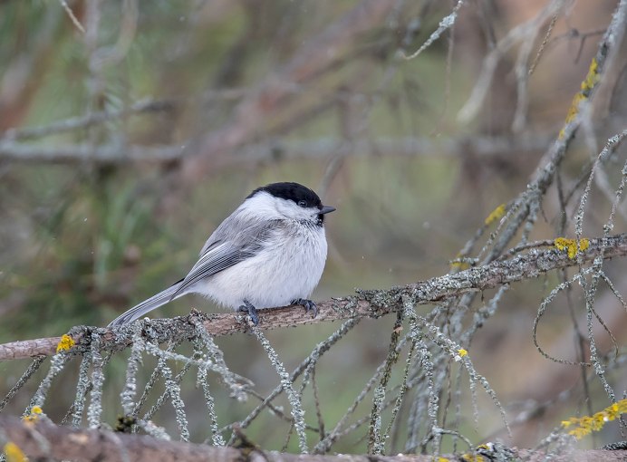Буроголовая гаичка- Parus montanus Baldenstein, 1827