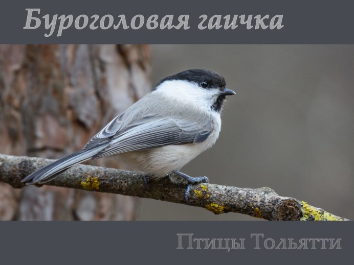Буроголовая Чайка