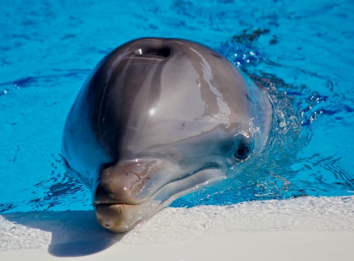 Information about Dolphins