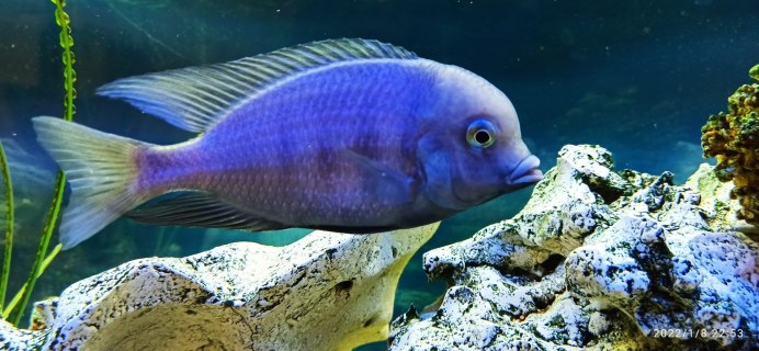 Голубой Дельфин аквариумная рыбка купить