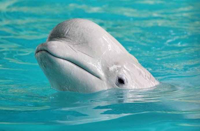 Newborn Dolphin
