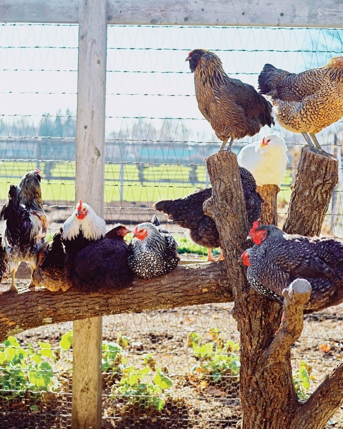 Куры несушки в загоне