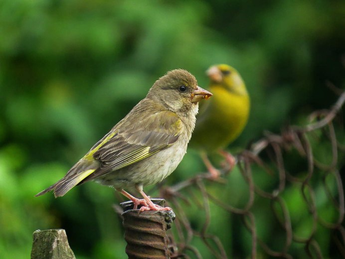 Carduelis Chloris