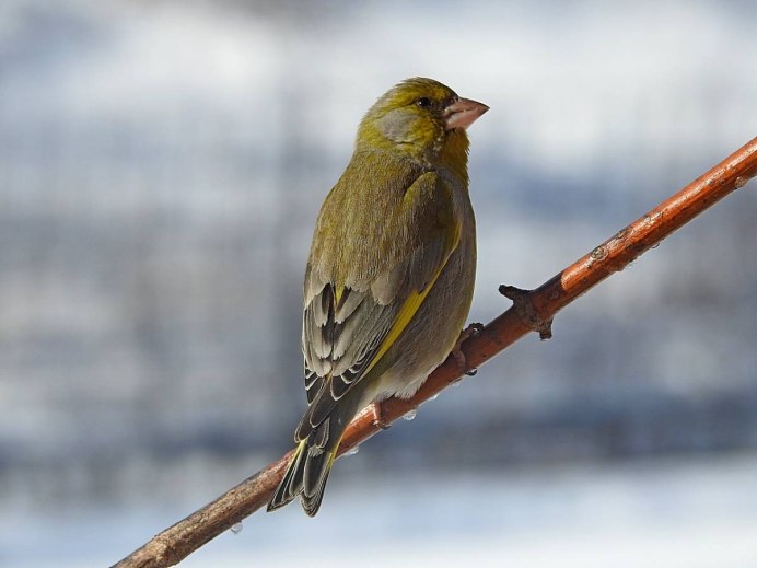 Зеленушка (Chloris Chloris)