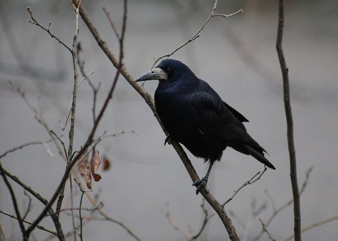 Грач Егорьевск