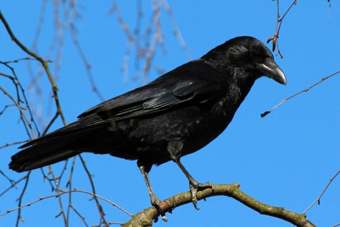 Грач желтоклювый