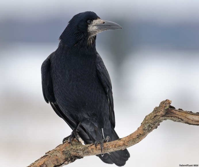 Окрас Грача