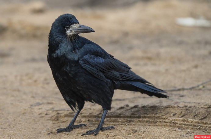 Ворона осень