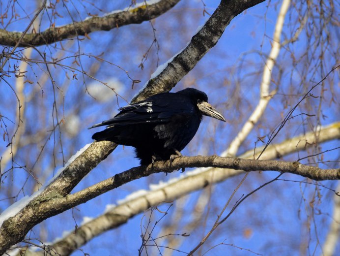 Грач Перелетная птица