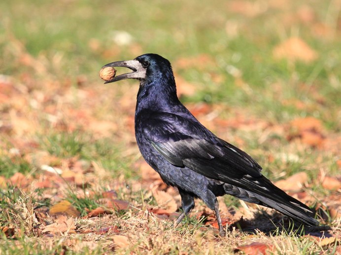 Грач птица для детей