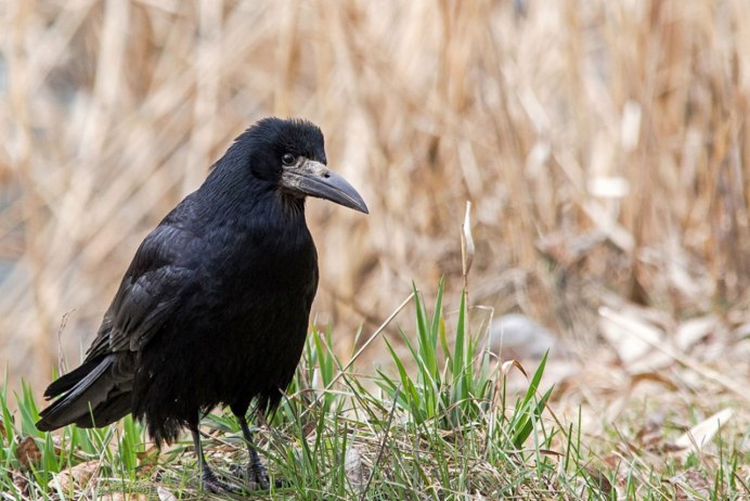 Весна Грачи