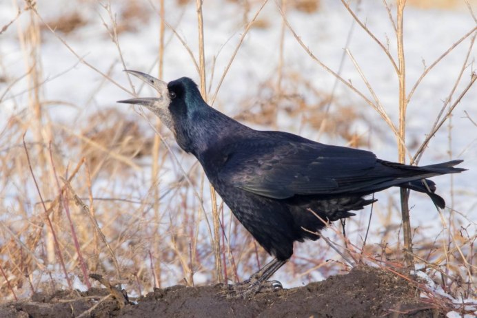 Грач Шмавонян