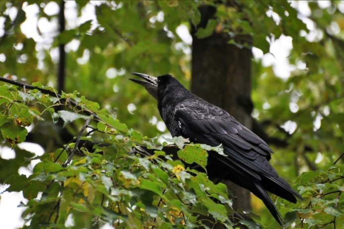 Орнитология грачей