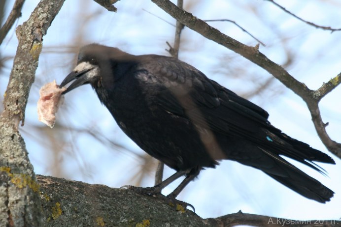 Птицы России Грач