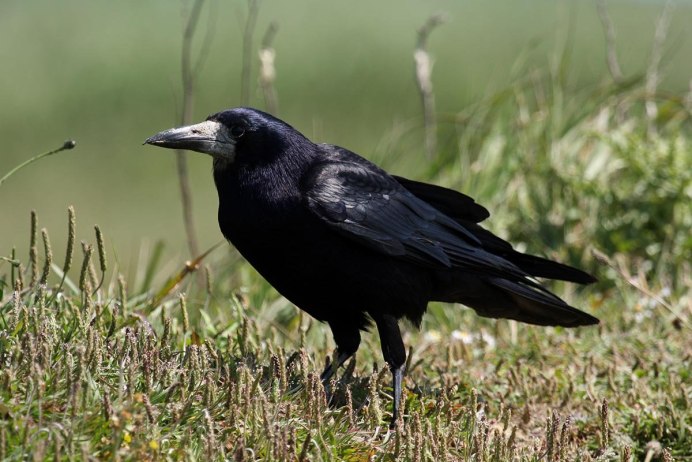 Грач желтоклювый