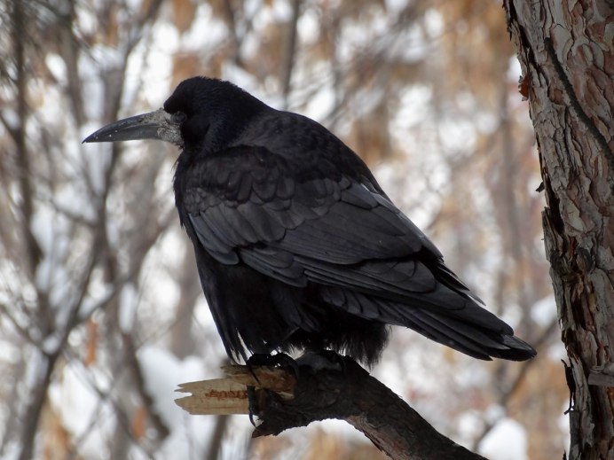 Грач Перелетная птица