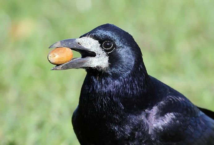 Грач желтоклювый