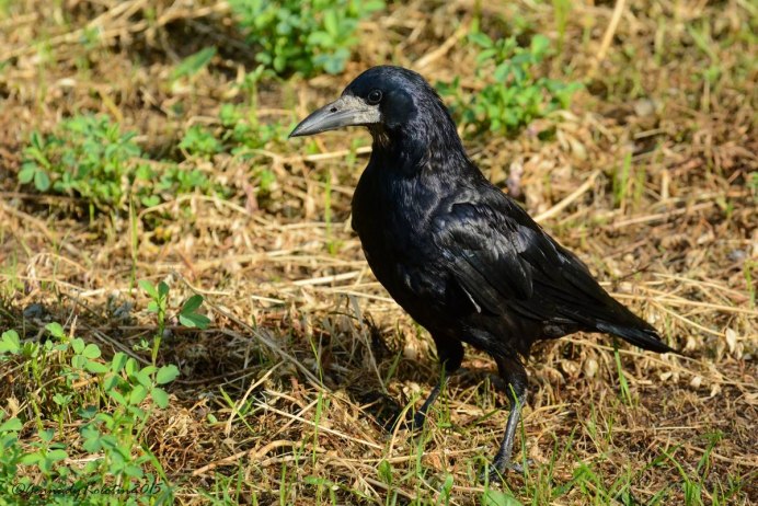 Грач (птица)