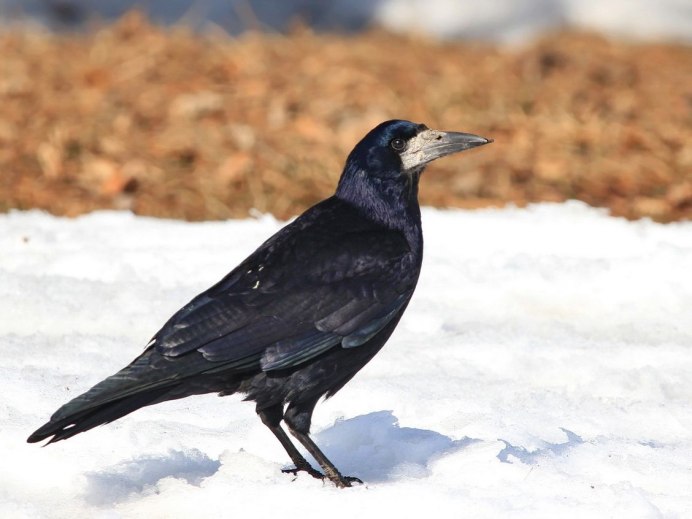 Белоносые Грачи