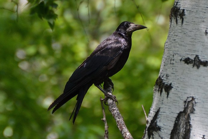 Грачи в Удмуртии