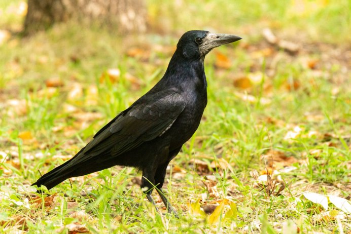 Coloeus monedula Грач