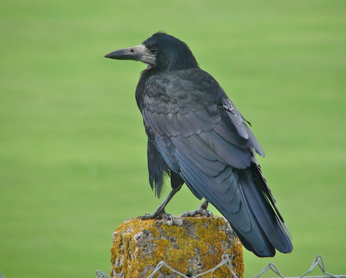 Грач (птица)